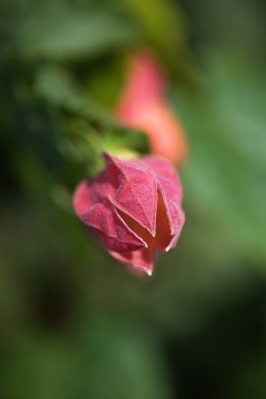 Chinese Lantern Opening Bud